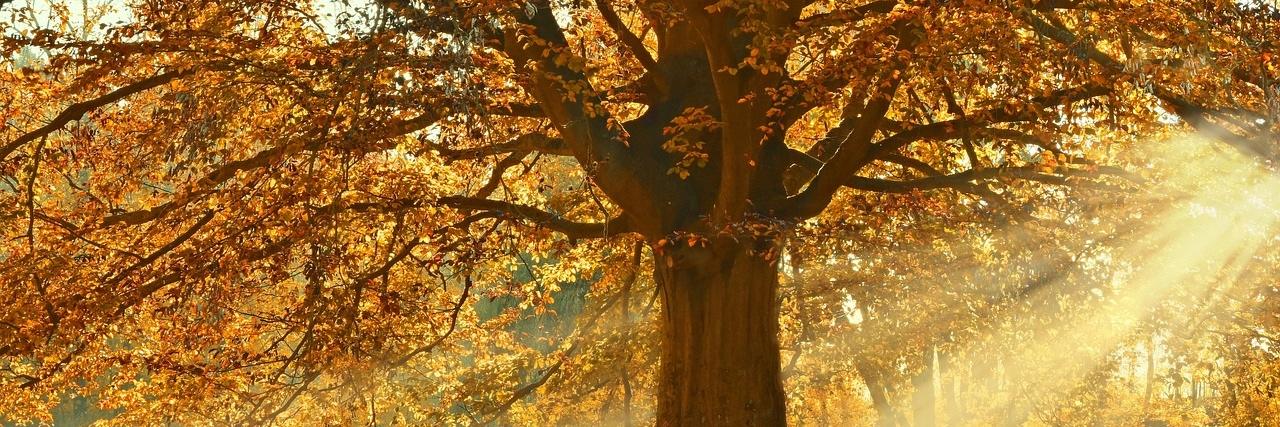 Baum im Herbst