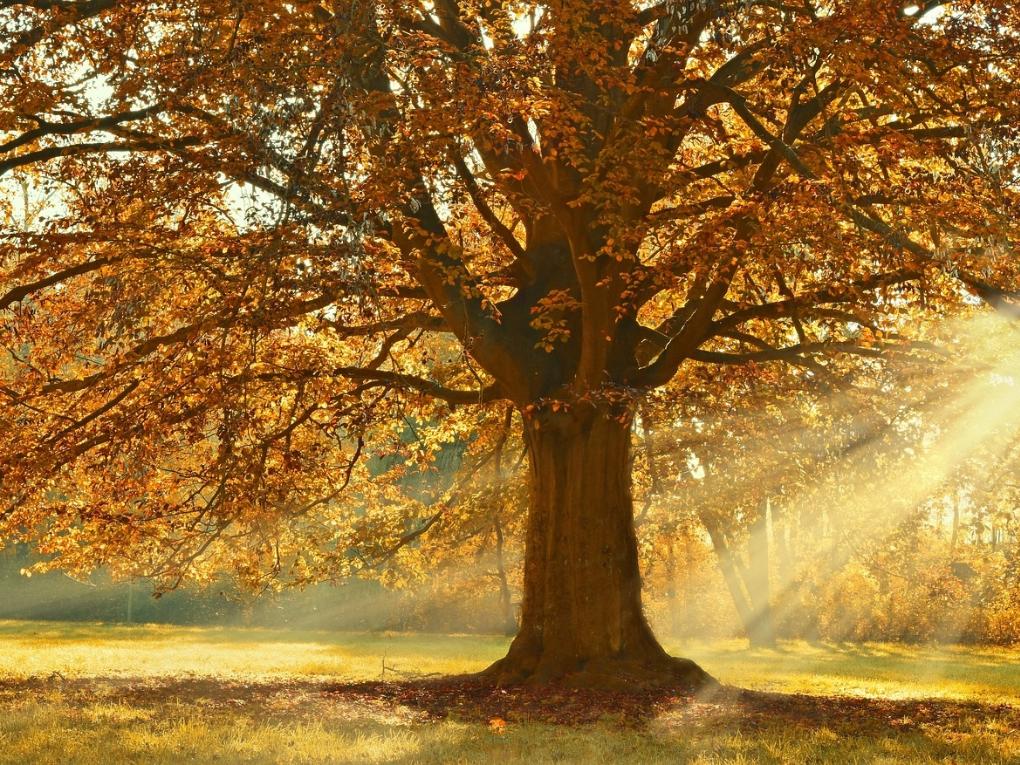 Baum im Herbst